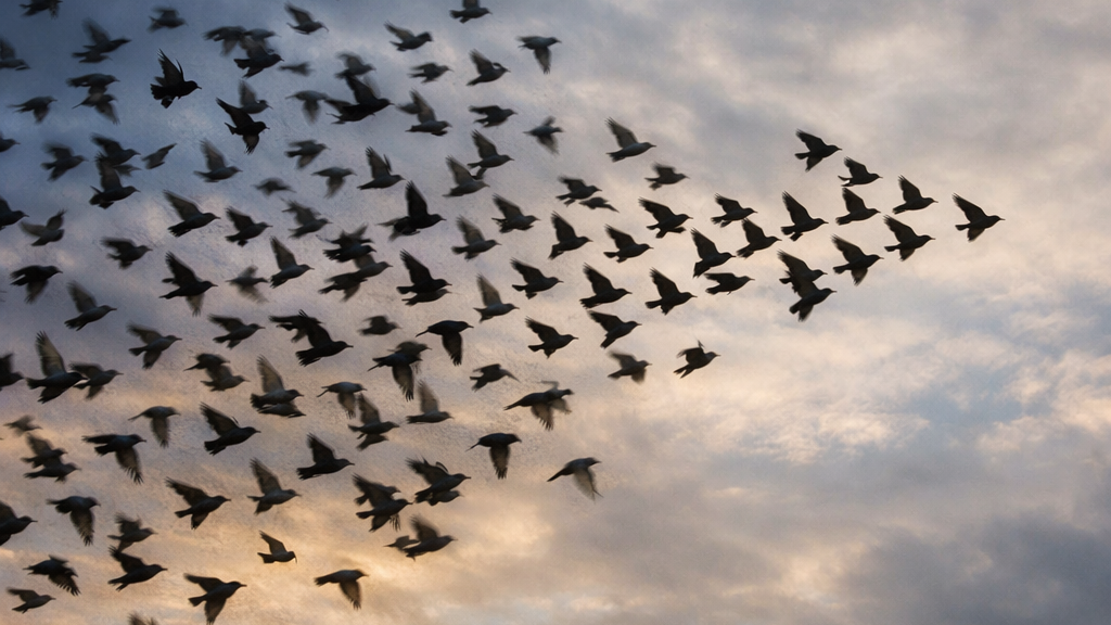 Vogels als beeld voor richting en collectief volgen